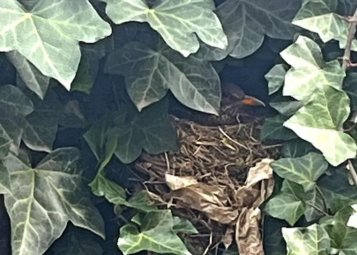 شقة Granny's Cosy Zwaring-Pols